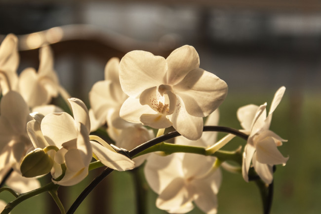Обои картинки фото цветы, орхидеи, белые