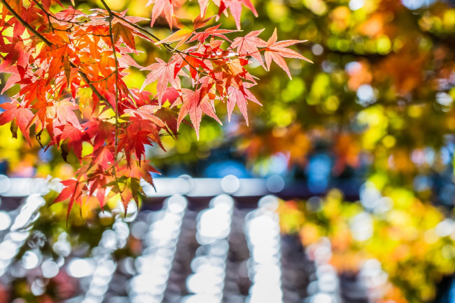 Обои картинки фото природа, листья, осень, разноцветные, ветка