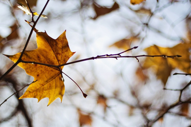 Обои картинки фото природа, листья, осень, веточка, макро, лист, желтый