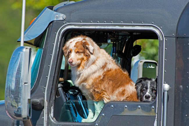 Обои картинки фото животные, собаки, грузовик, кабина