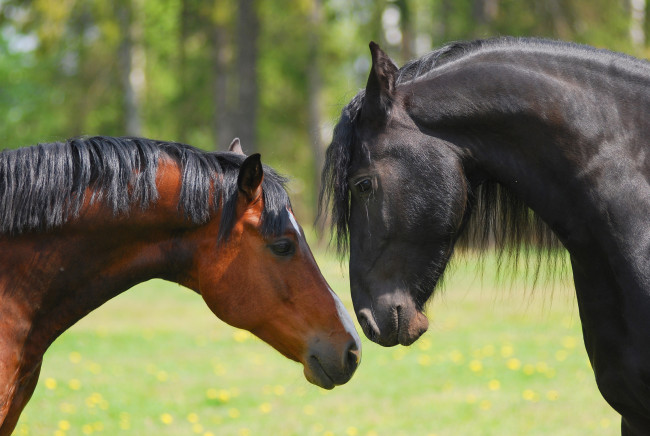 Обои картинки фото животные, лошади, любовь