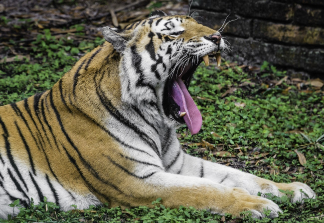 Обои картинки фото животные, тигры, тигр, язык, клыки, пасть, зевает, профиль, кошка