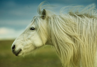Картинка животные лошади грива лошадь horse