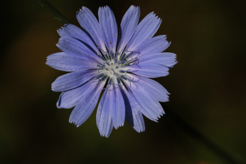 Картинка цветы луговые+ полевые +цветы голубой цветок макро