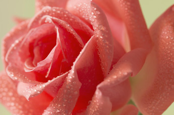 Картинка цветы розы вода роса капли лепестки роза цветок