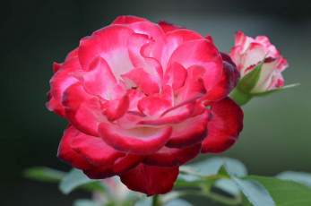 Картинка цветы розы роза листья куст бутон лепестки цветок