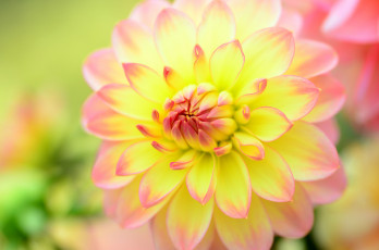 Картинка цветы георгины лепестки георгин цветок цвет ярко