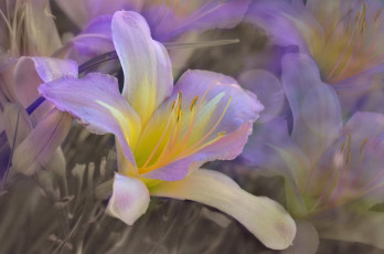 Картинка цветы лилии +лилейники цветок лепестки сад природа