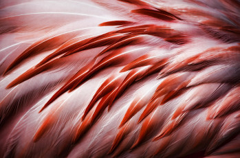 Картинка разное перья фламинго