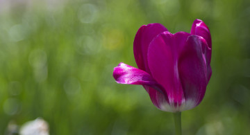 Картинка цветы тюльпаны макро цветок фон зелёный тюльпан лепестки боке