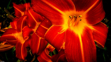 Картинка цветы лилии +лилейники лилейники оранжевые макро
