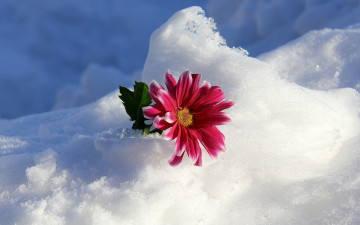 обоя цветы, хризантемы, зима, снег, цветок