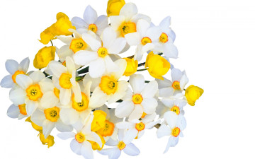 Картинка цветы нарциссы tender spirit narcissus beauty freshness spring bouquet yellow свежесть весна букет жёлтые белые white flowers красота нежное настроение нарцисс
