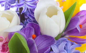 Картинка цветы разные+вместе tulips violet white bouquet bright flowers crocus лепестки листья букет сиреневые фиолетовые крокусы белые тюльпаны beauty petals красота