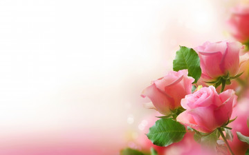 Картинка цветы розы цвет розовые макро боке листья