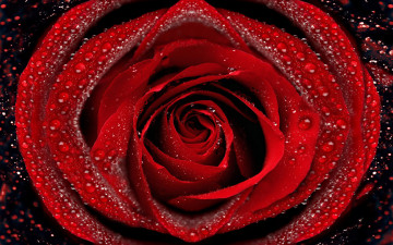 Картинка цветы розы капли макро роса лепестки роза
