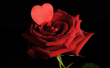 Картинка цветы розы любовь лепестки valentine's day
