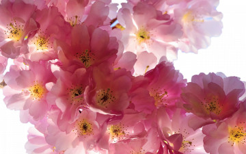 Картинка цветы сакура +вишня sakura cherry flowers spring