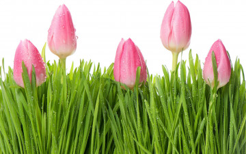 Картинка цветы тюльпаны flowers tulips beauty pink листья розовые drops water красота роса лепестки
