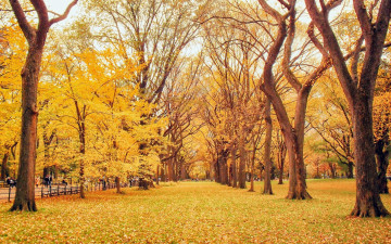 Картинка природа парк осень дорога аллея листья желтые деревья