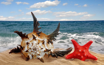 обоя разное, ракушки,  кораллы,  декоративные и spa-камни, море, песок, пляж, ракушка, звезда, sea, sand, starfish, seashell