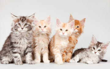 Картинка животные коты квинтет мейн-кун котята