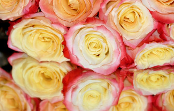 Картинка цветы розы отражение бутоны
