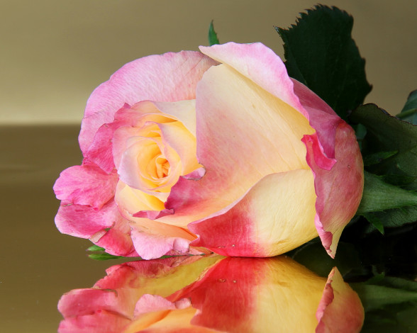 Обои картинки фото цветы, розы, роза, розовая