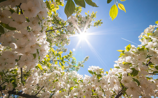 Обои картинки фото цветы, цветущие деревья ,  кустарники, весна, небо, солнце, ветки