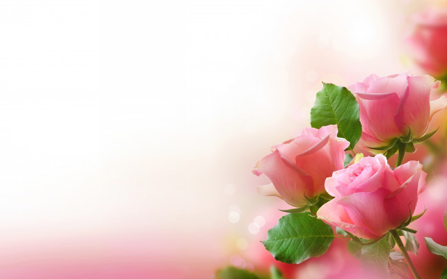 Обои картинки фото цветы, розы, цвет, розовые, макро, боке, листья