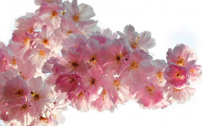 Обои картинки фото цветы, сакура,  вишня, pink, blossoms, tender, вишня, цветение, весна, beauty, sky, petals, white, sakura, cherry, flowers, spring, бутоны, ветки, белые, лепестки, розовые, нежные