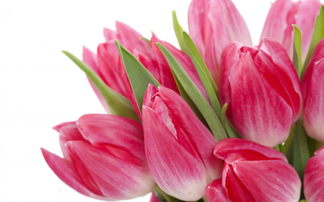 Обои картинки фото цветы, тюльпаны, фон, розовые, букет