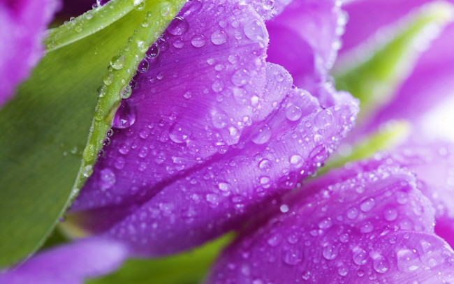 Обои картинки фото цветы, тюльпаны, красота, роса, лепестки, листья, фиолетовые, beauty, violet, flowers, tulips