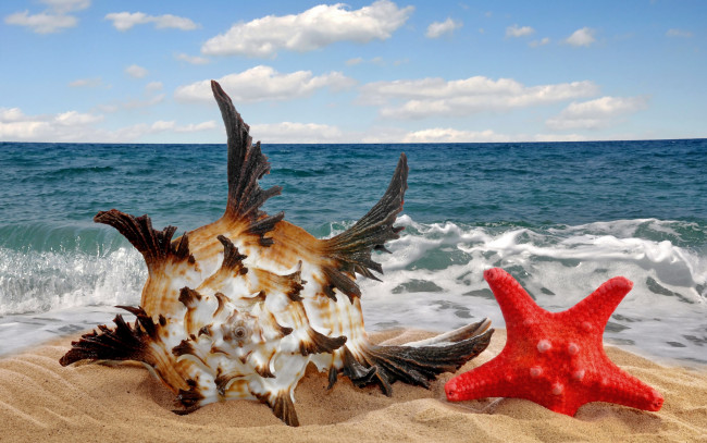 Обои картинки фото разное, ракушки,  кораллы,  декоративные и spa-камни, море, песок, пляж, ракушка, звезда, sea, sand, starfish, seashell
