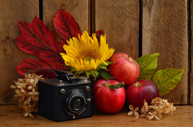 Обои картинки фото еда, натюрморт, яблоки, фотолейка, листья