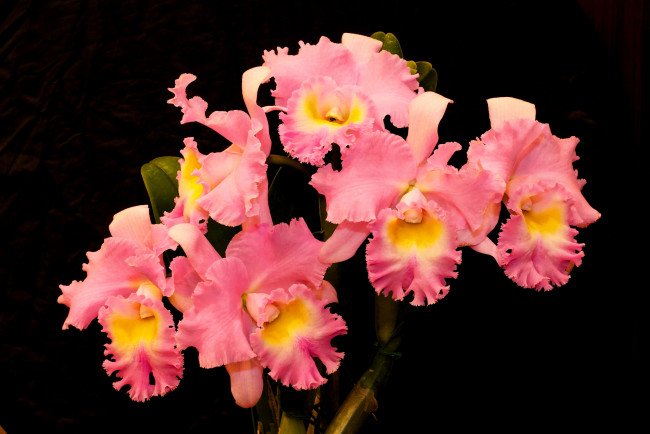 Обои картинки фото princess michiko, цветы, орхидеи, розовый, princess, michiko