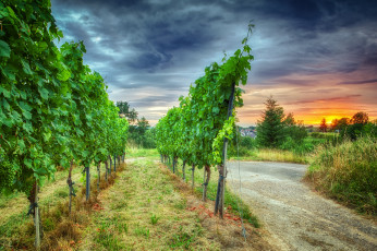 Картинка природа пейзажи дорога виноградник заря
