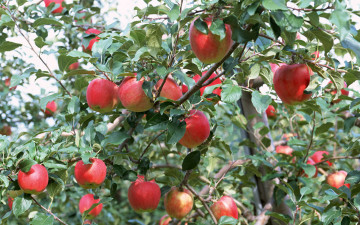 обоя природа, плоды, ветки, яблоки