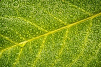 Картинка природа макро капли зеленый вода лист