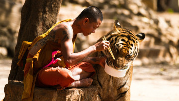 Картинка мужчины -unsort монах еда тигр