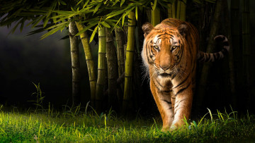 обоя животные, тигры, трава, природа, тигр, животное, хищник, бамбук, зверь