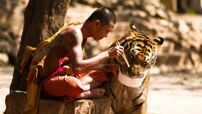 Обои картинки фото мужчины, -unsort, монах, еда, тигр
