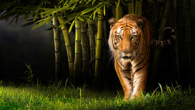 Обои картинки фото животные, тигры, трава, природа, тигр, животное, хищник, бамбук, зверь