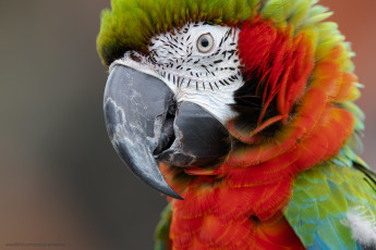 Картинка животные попугаи ара птица попугай клюв взгляд фон