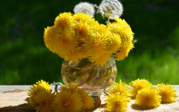Картинка цветы одуванчики желтые букет пушистик