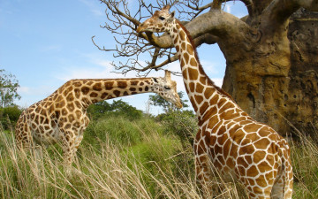 обоя животные, жирафы