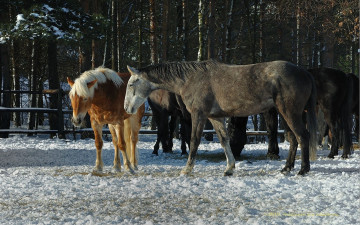 Картинка животные лошади