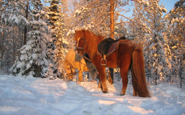 Картинка животные лошади