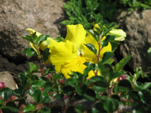 Картинка цветы анютины глазки садовые фиалки желтый