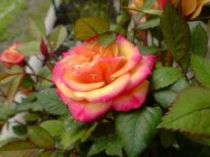 Картинка цветы розы двухцветная роза